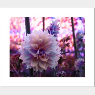 Pink Dahlia Posters and Art